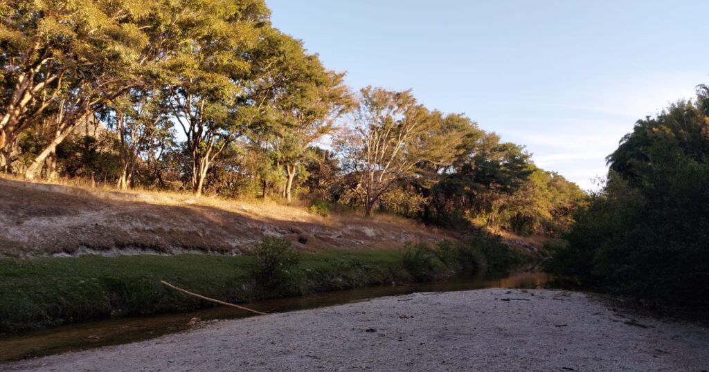 bambuzal-parque-da-nacional-serra-do-cipo